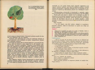 Botanica v 1986-noevol