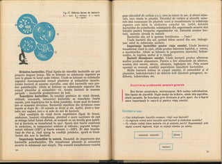 Botanica v 1986-noevol