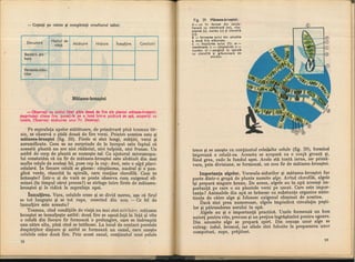 Botanica v 1986-noevol