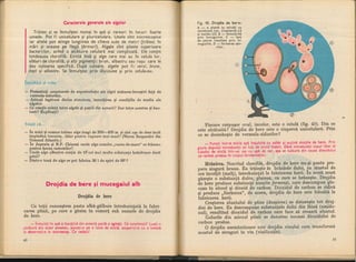 Botanica v 1986-noevol