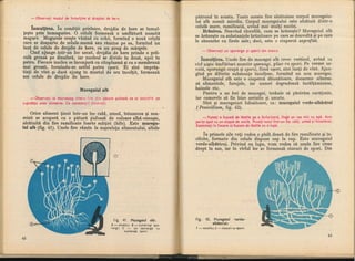 Botanica v 1986-noevol