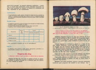 Botanica v 1986-noevol