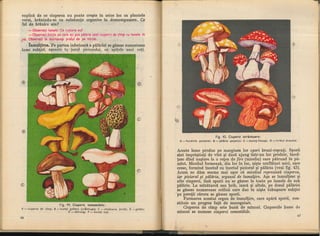 Botanica v 1986-noevol