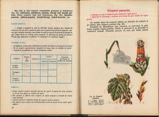 Botanica v 1986-noevol