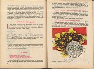 Botanica v 1986-noevol