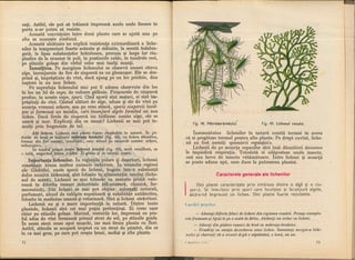 Botanica v 1986-noevol