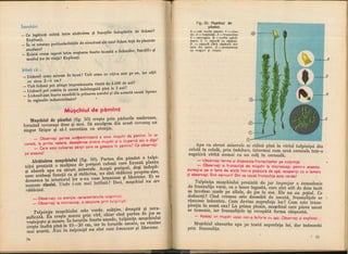 Botanica v 1986-noevol
