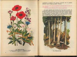 Botanica v 1986-noevol