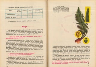 Botanica v 1986-noevol