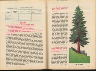 Botanica v 1986-noevol