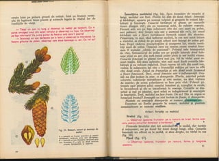 Botanica v 1986-noevol