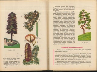 Botanica v 1986-noevol
