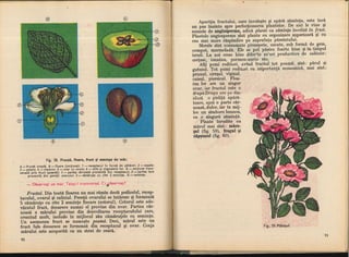 Botanica v 1986-noevol