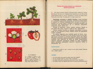 Botanica v 1986-noevol