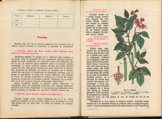 Botanica v 1986-noevol