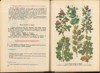 Botanica v 1986-noevol