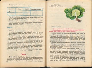 Botanica v 1986-noevol
