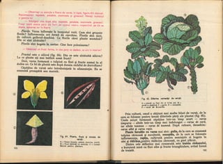 Botanica v 1986-noevol