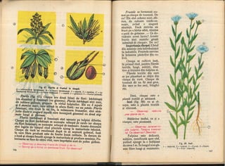 Botanica v 1986-noevol