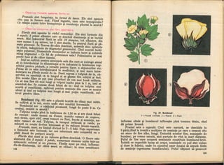 Botanica v 1986-noevol