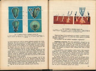 Botanica v 1986-noevol