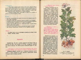 Botanica v 1986-noevol