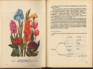 Botanica v 1986-noevol