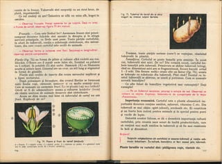 Botanica v 1986-noevol