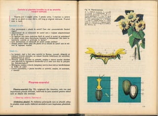 Botanica v 1986-noevol