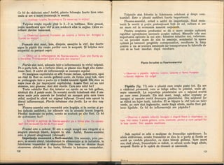 Botanica v 1986-noevol