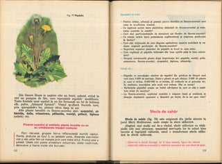 Botanica v 1986-noevol