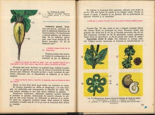 Botanica v 1986-noevol