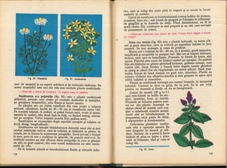 Botanica v 1986-noevol