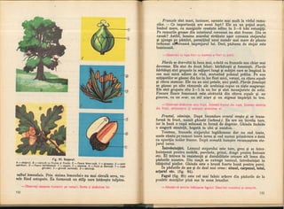 Botanica v 1986-noevol