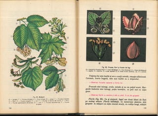 Botanica v 1986-noevol