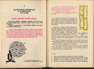 Botanica v 1986-noevol