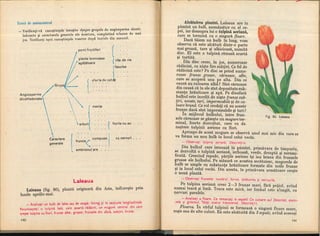 Botanica v 1986-noevol