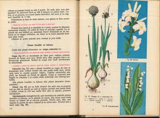 Botanica v 1986-noevol