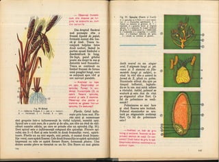 Botanica v 1986-noevol
