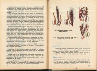 Botanica v 1986-noevol