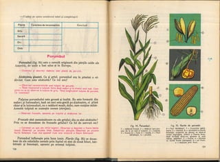 Botanica v 1986-noevol