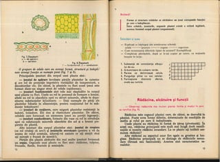 Botanica v 1986-noevol