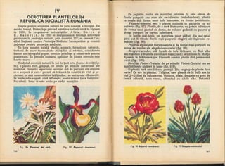 Botanica v 1986-noevol