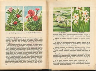 Botanica v 1986-noevol