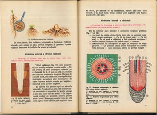 Botanica v 1986-noevol