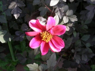 Botanicgardensslides