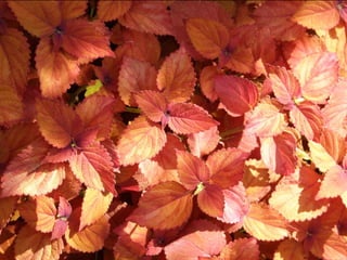 Botanicgardensslides