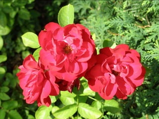 Botanicgardensslides