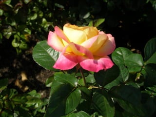 Botanicgardensslides