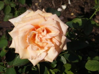 Botanicgardensslides